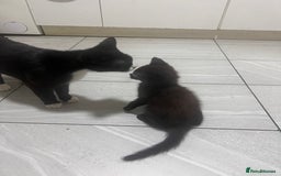 Mixed Breed cats for sale: Adult cat and kitten for sale - Image 1