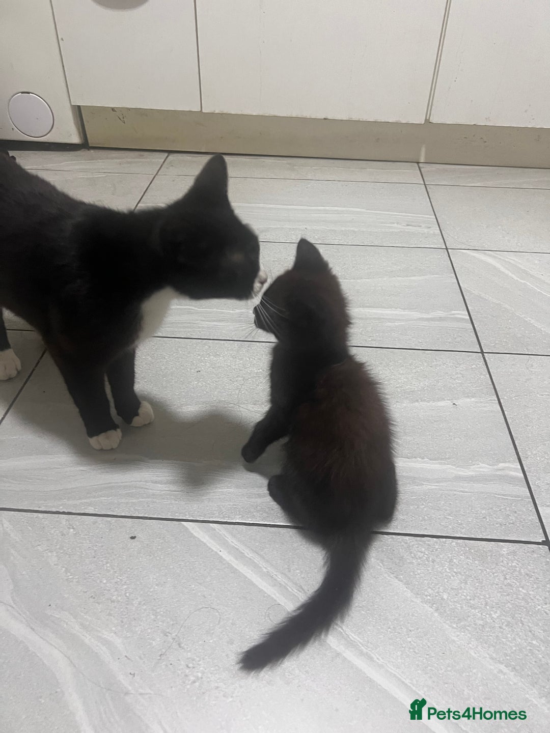 Mixed Breed cats for sale: Adult cat and kitten for sale - Image 1