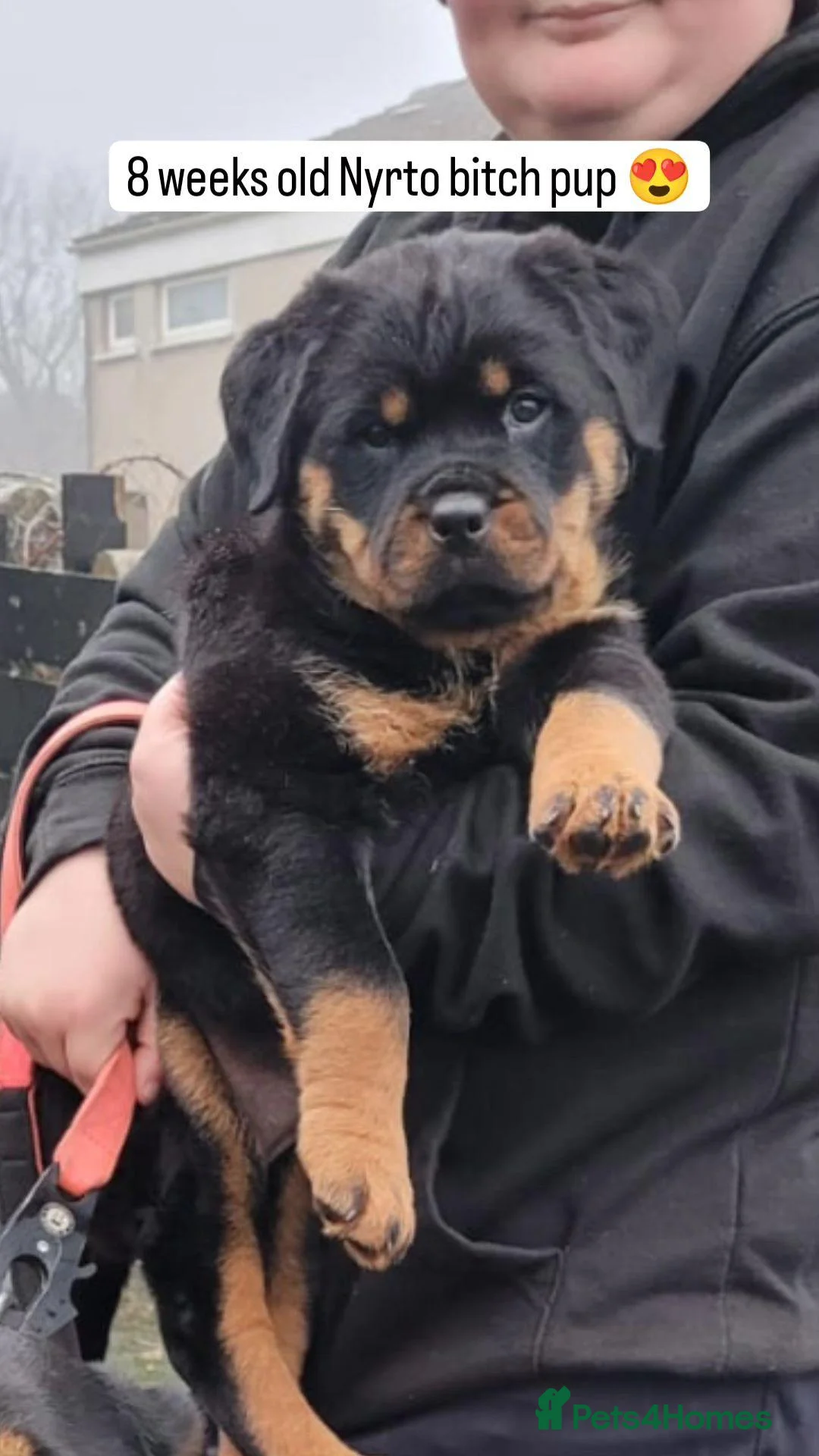 Rottweiler dogs for stud: Stunning Fully Health Tested KC Reg Rottweiler  in Langport - Advert 9