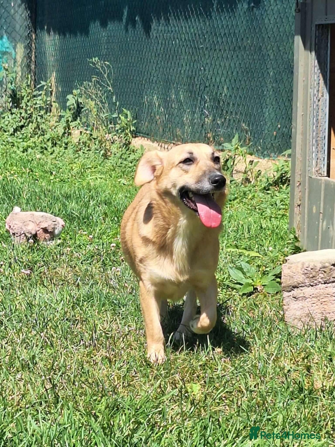 Mixed Breed dogs for adoption: Daisy for adoption - Advert 3