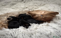 Yorkshire Terrier dogs for sale: Charming Male and Female Yorkshire Terriers - Image 6