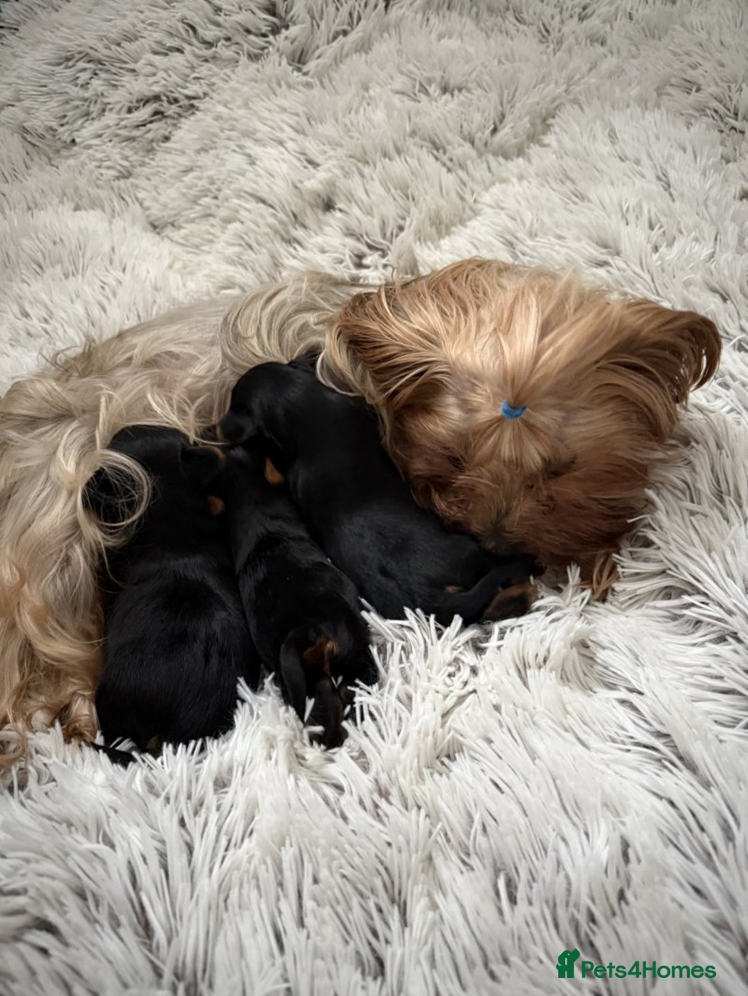 Yorkshire Terrier dogs for sale: Charming Male and Female Yorkshire Terriers - Image 6