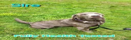 Cockerdor dogs for sale: Beautiful Cockerdor Puppies  - Advert 18