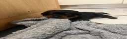 Rottweiler dogs for sale: KC Registered Rottweiler Puppies - Advert 13