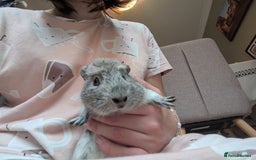 Guinea Pig rodents for sale: 2 male guinea pigs and cage + run+ accessories - Image 1