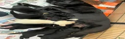 Labrador Retriever dogs for sale: Lovely black show bred puppies in Taunton - Advert 8