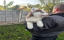 Siberian Husky dogs for sale: Siberian husky puppies available - Image 11