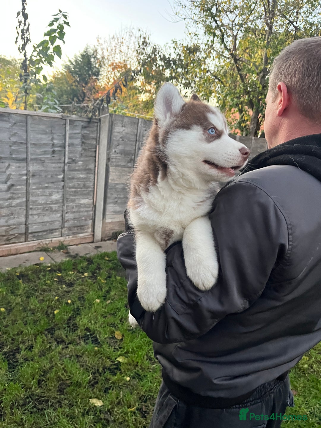 Siberian Husky dogs for sale: Siberian husky puppies available - Image 11