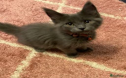 Maine Coon cats for sale: 6 beautiful maine coon kittens - Image 2