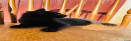 Mixed Breed cats for sale: *READY NOW* 3 Beautiful Black Kittens  - Advert 17