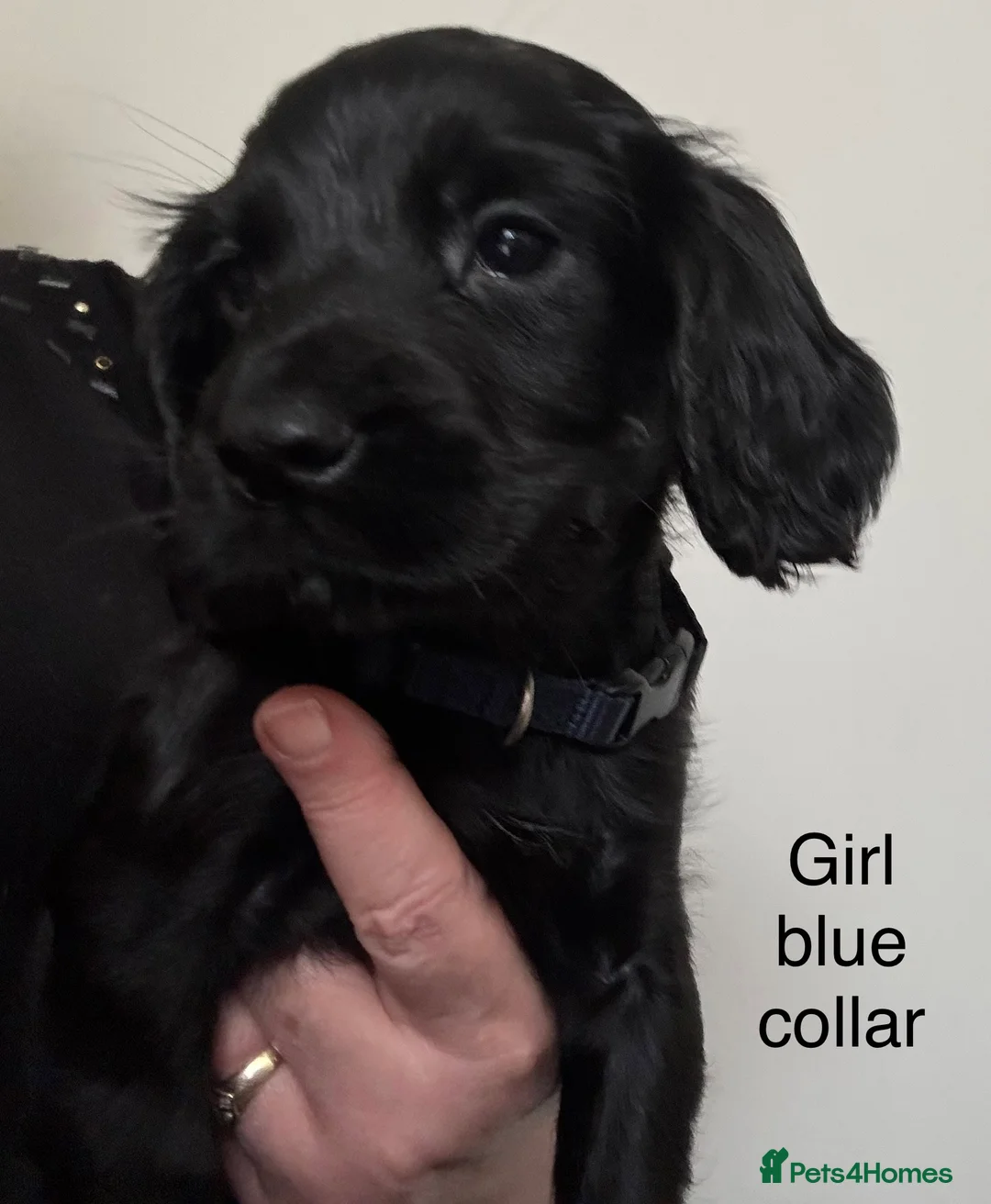 Cocker Spaniel dogs for sale: Cocker Spaniel Puppies  - Advert 24
