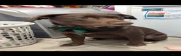 Labrador Retriever dogs for sale: Stunning chocolate Labrador  in Nottingham - Advert 4