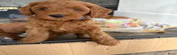 Cockapoo dogs for sale: F1B miniature cockapoo puppies. - Advert 10