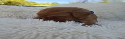 Labrador Retriever dogs for sale: Gorgeous Fox Red Labrador Puppies. - Advert 11