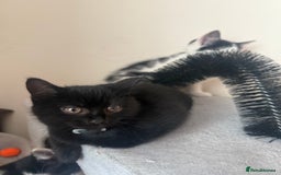 Mixed Breed cats for sale: 4 kittens for sale - Image 3