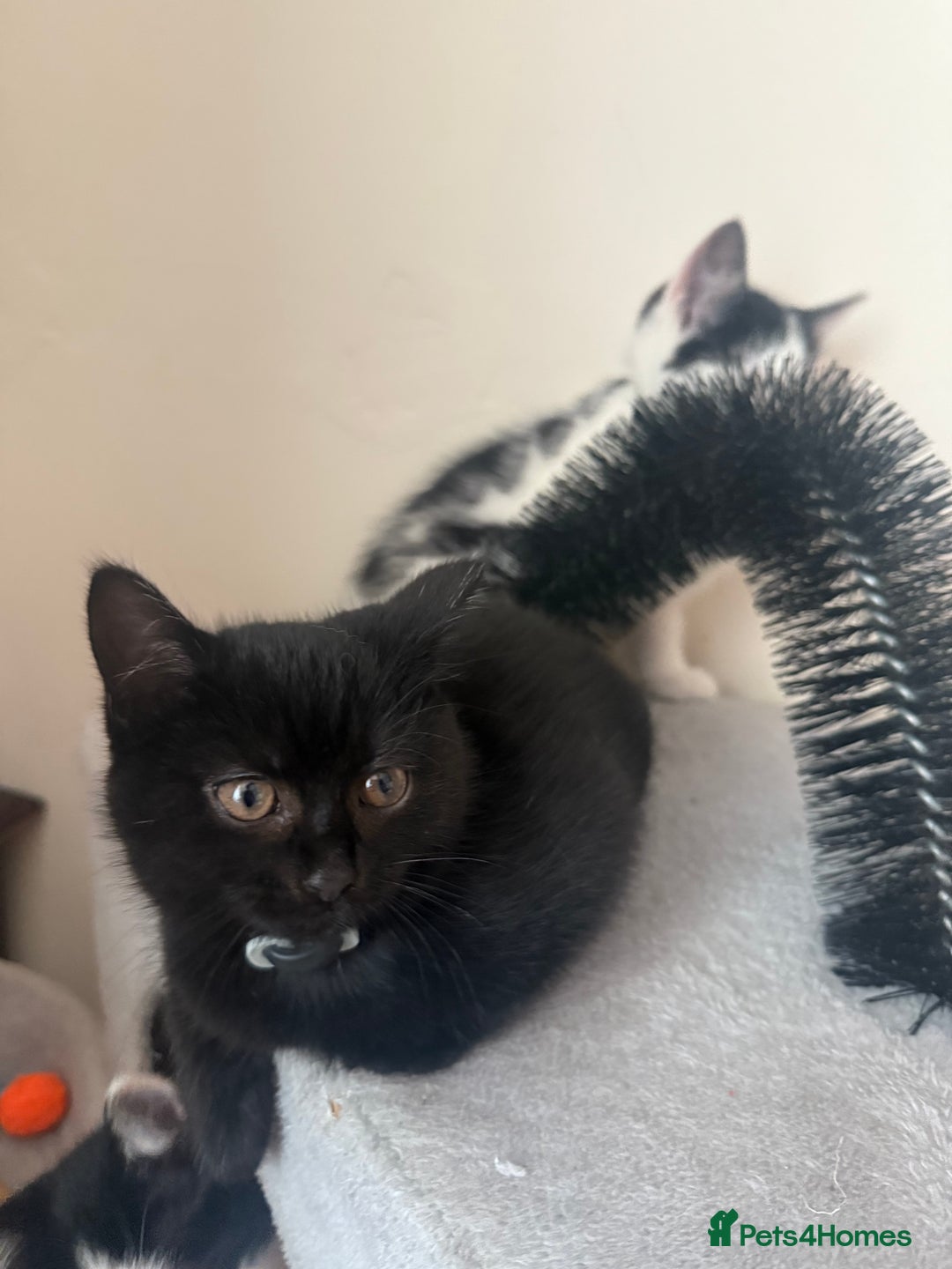 Mixed Breed cats for sale: 4 kittens for sale - Image 3