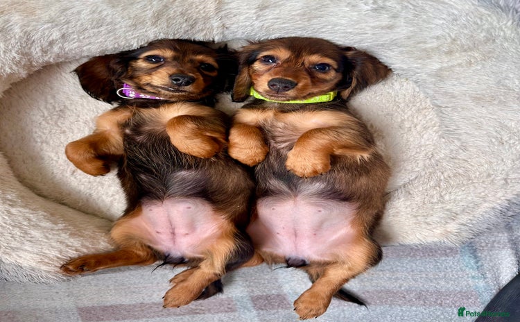Miniature Dachshund dogs - Advert 3