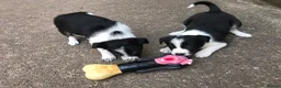Border Collie dogs for sale: QUALITY BORDER COLLIE PUPPIES CHAMPION LINES in Cardiff - Advert 10