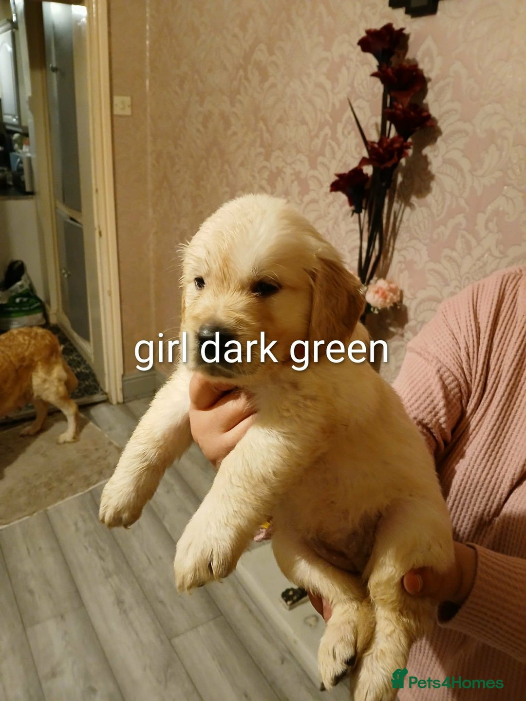 Golden Retriever dogs for sale: Beautiful Golden Retriever Puppies - Advert 5