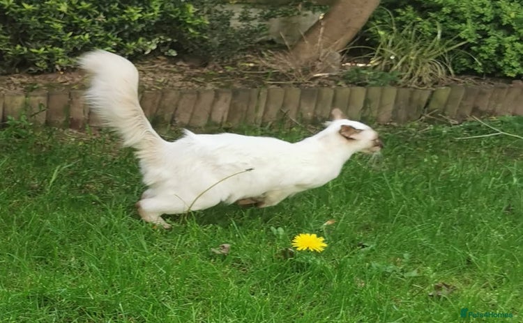 Balinese cats - Advert 1