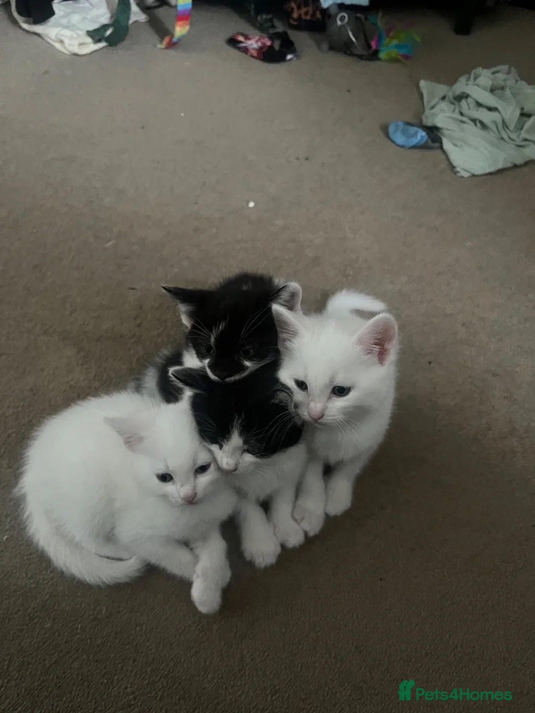 British Shorthair cats for sale: Beautiful litter of kittens including white girls - Advert 2