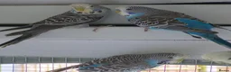 Budgerigars birds for sale: Exhibition Budgies - Advert 7