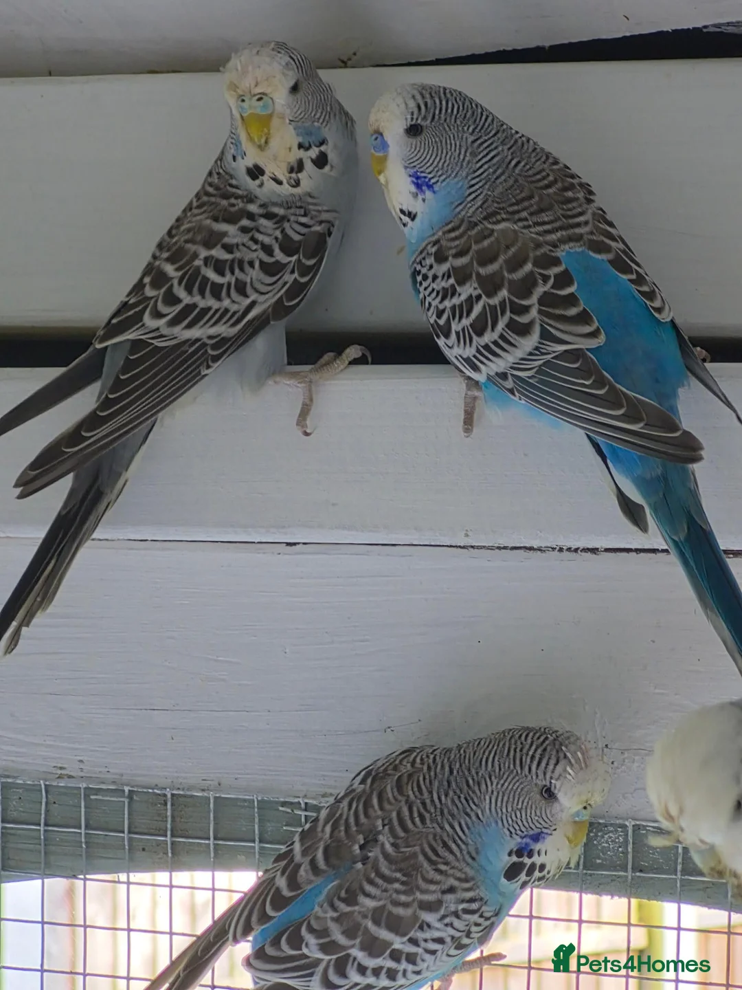 Budgerigars birds for sale: Exhibition Budgies - Advert 7