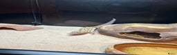 Leopard Gecko reptiles for sale: Leopard gecko and full vivarium  - Advert 5