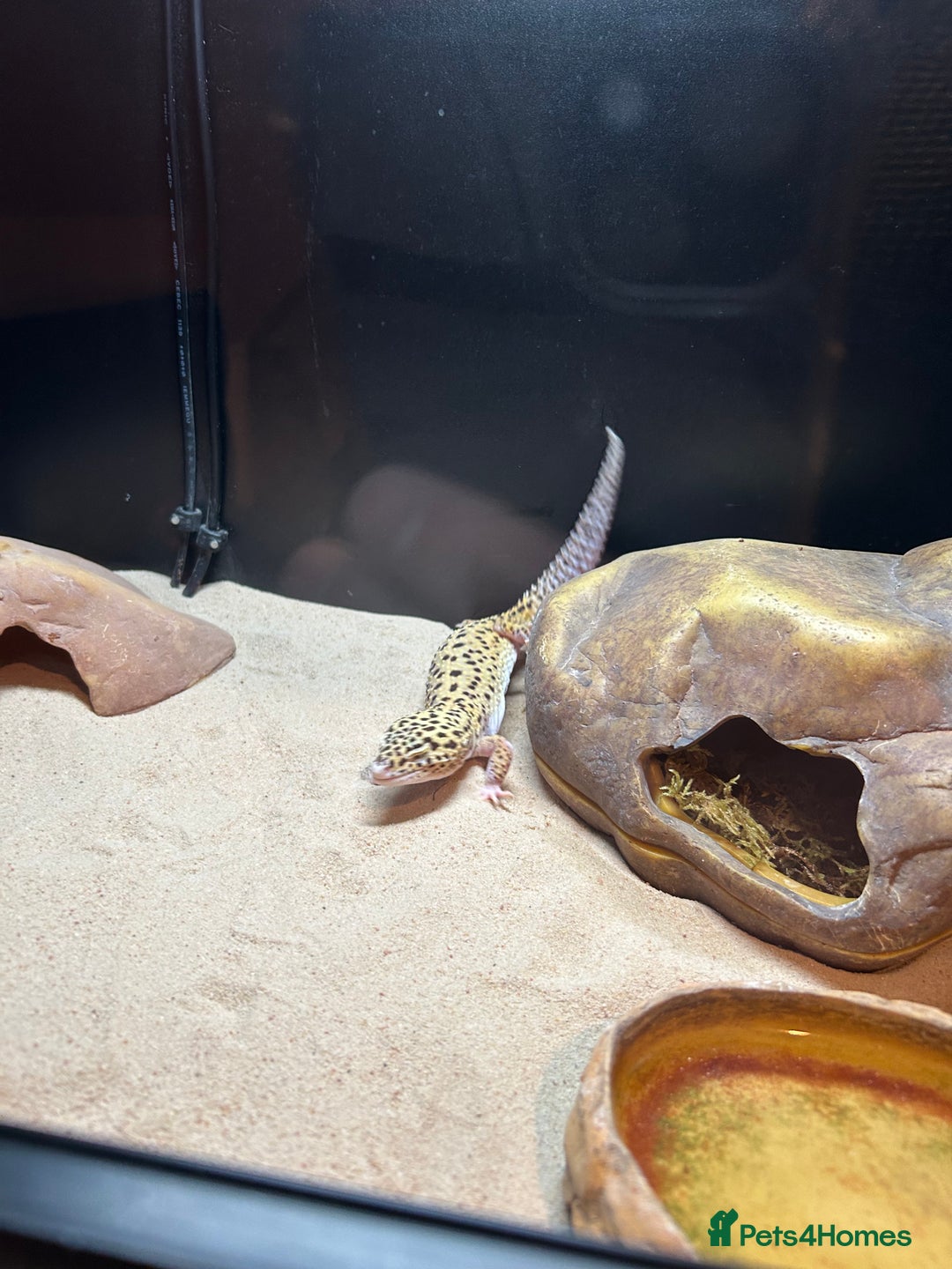 Leopard Gecko reptiles for sale: Leopard gecko and full vivarium  - Advert 5