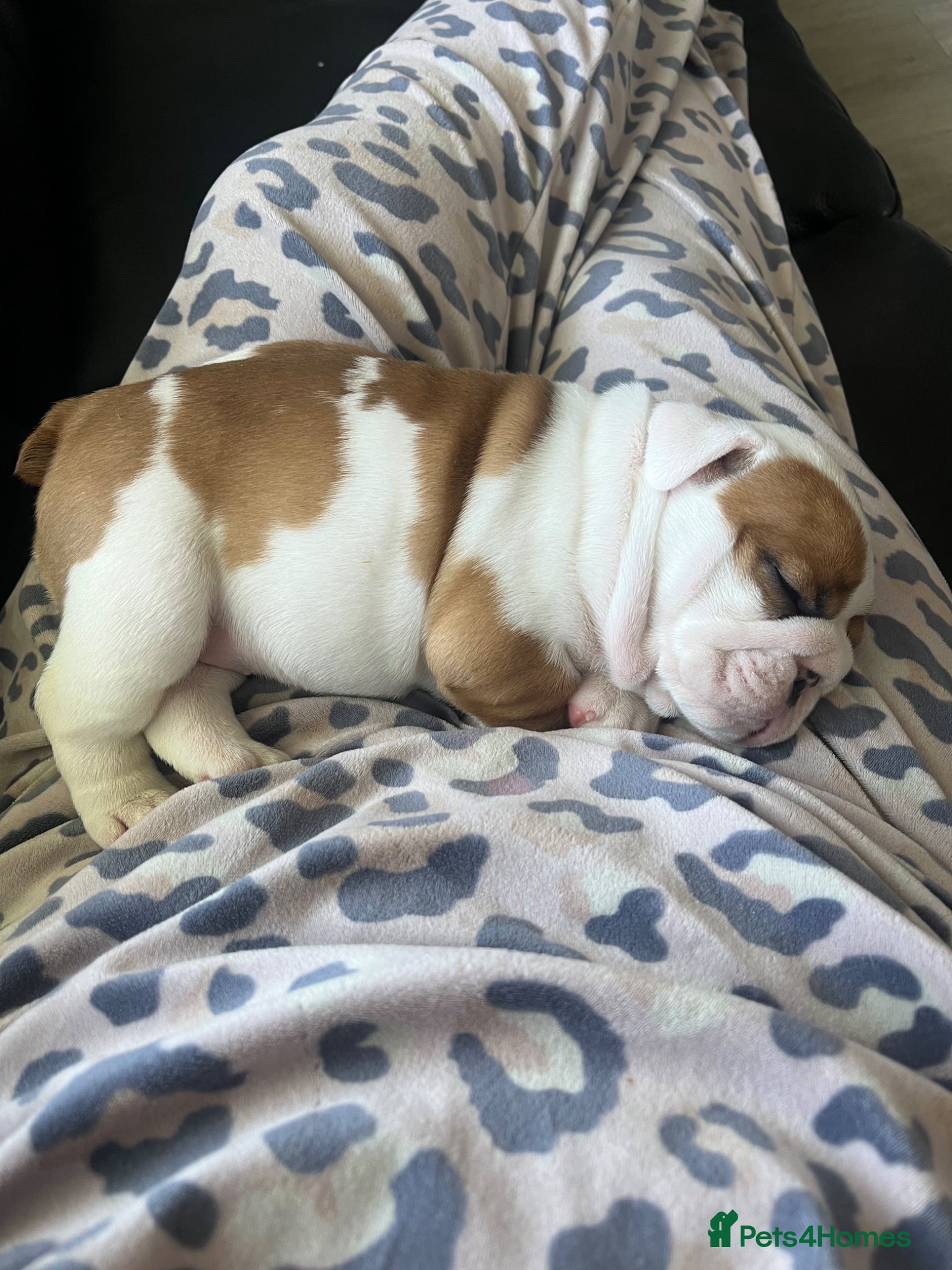 English Bulldog dogs 5 standard bulldogs silver health tested parents  - Advert 2