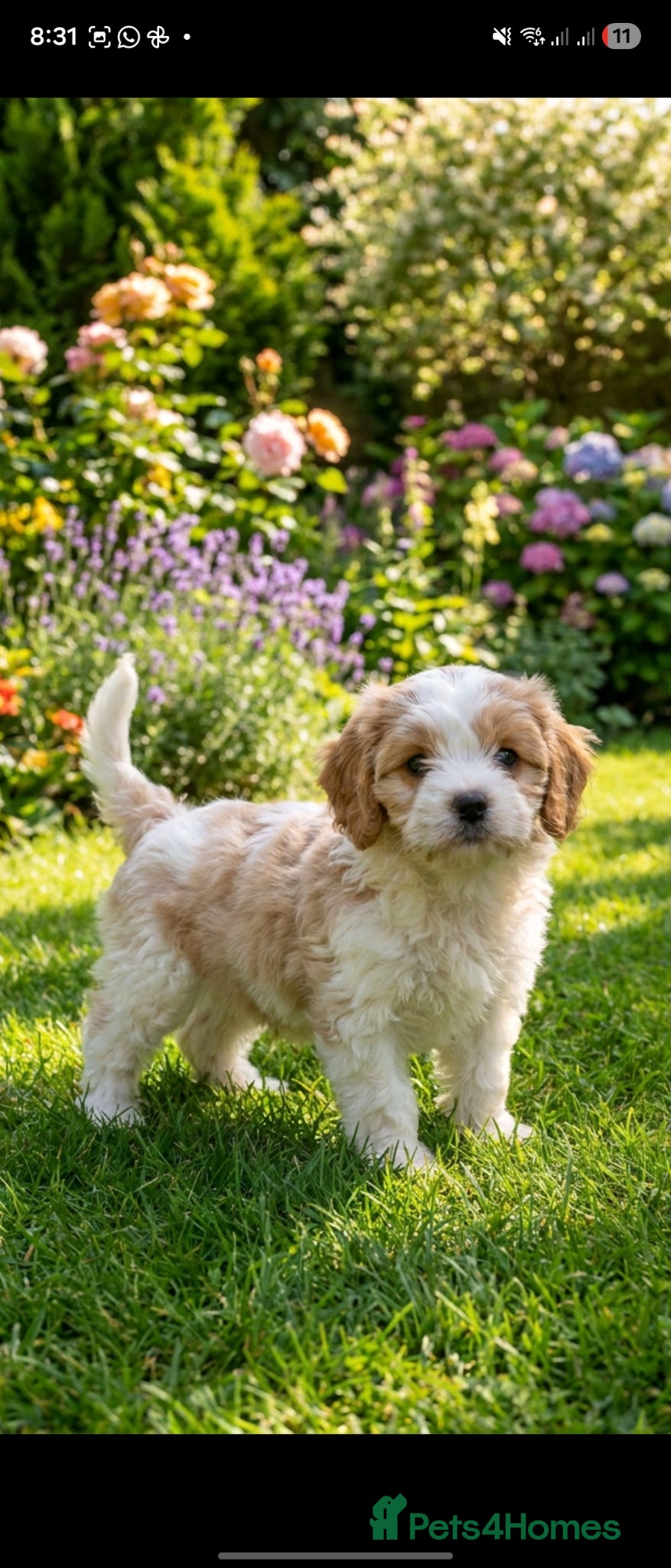 Cavapoo dogs for sale: Beautiful f1b cavapoo  - Advert 1