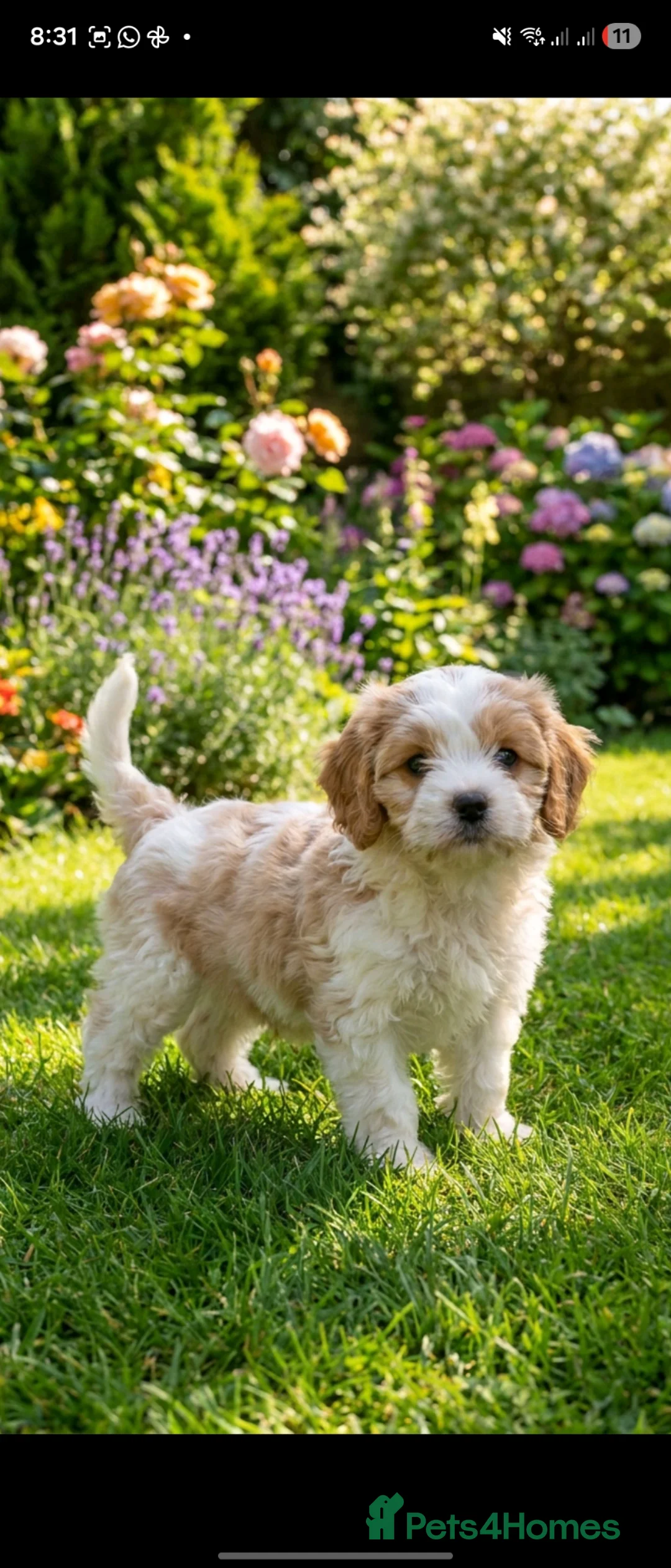 Cavapoo dogs for sale: Beautiful f1b cavapoo  - Advert 1
