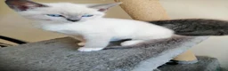 Russian Blue cats for sale: beautiful kittens😻😍 - Advert 5