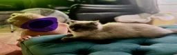 Ragdoll cats for sale: Superwoman Ragdoll - Advert 6