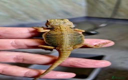 Bearded Dragon reptiles for sale: Pogona vitticeps + vitticeps/Barbata hybrids - Image 15