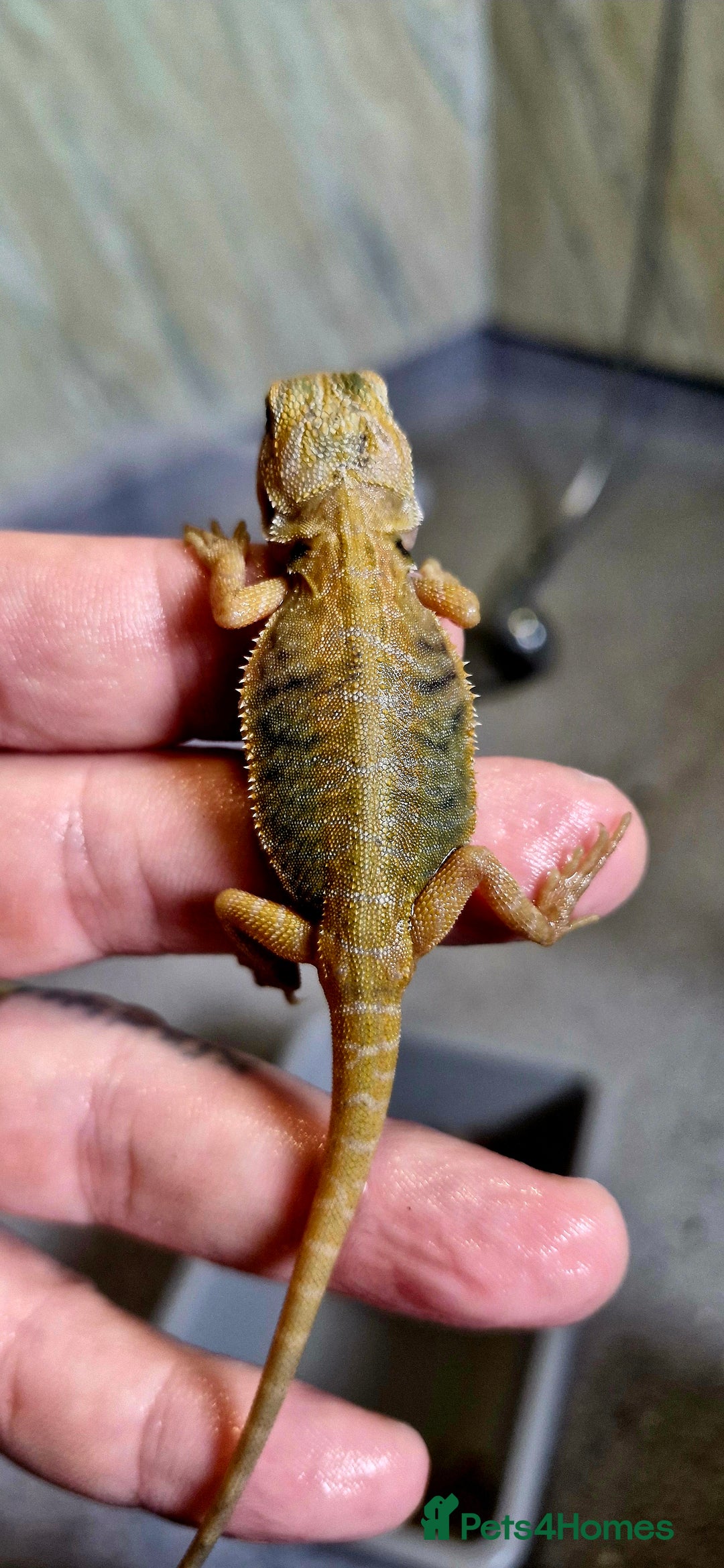 Bearded Dragon reptiles for sale: Pogona vitticeps + vitticeps/Barbata hybrids - Image 15