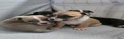 Mixed Breed dogs for sale: French bulldog x Staffordshire bull terrier - Advert 31