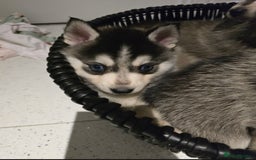 Pomsky dogs for sale: Beautiful F4 blue eyed Pomsky puppies  - Image 13