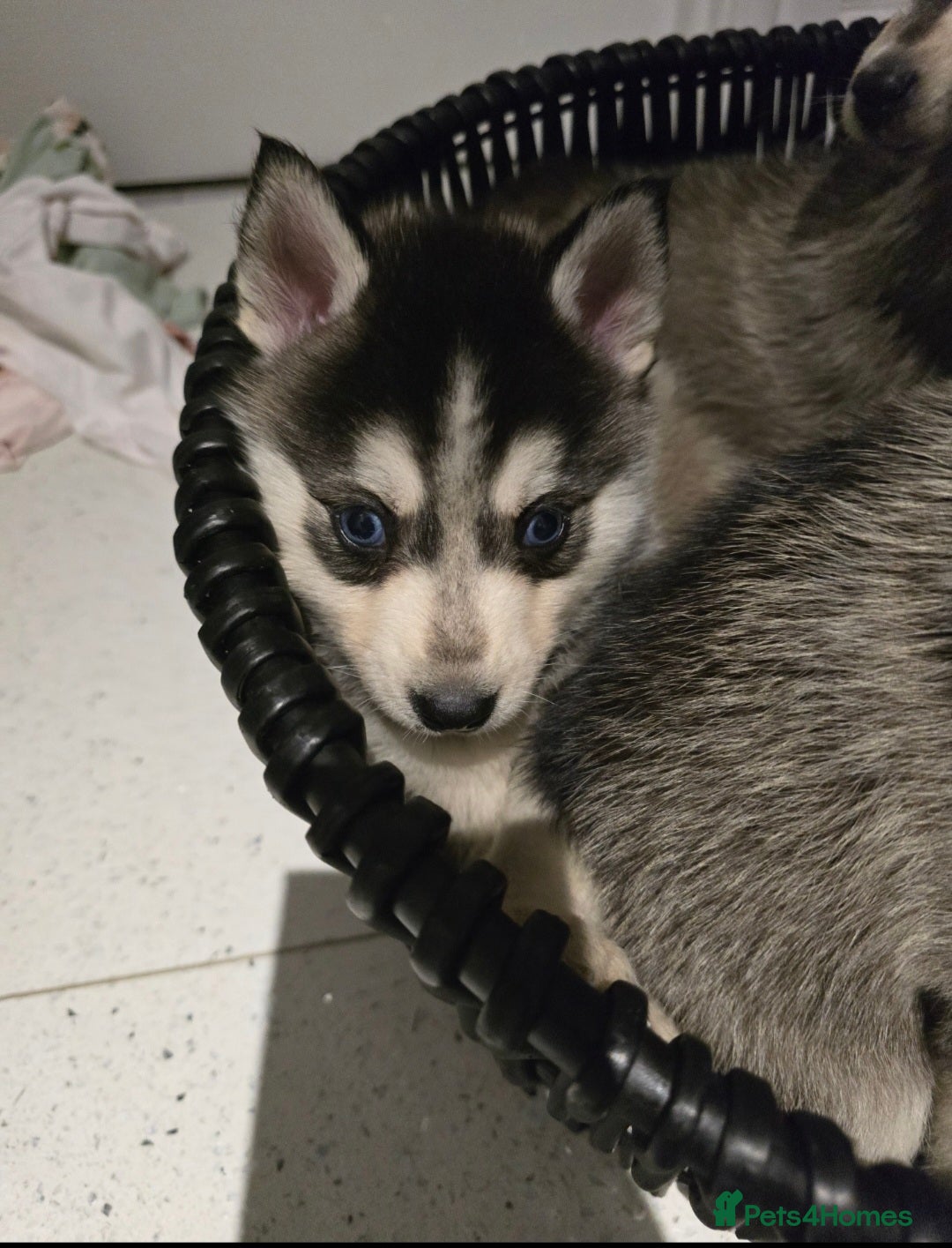 Pomsky dogs for sale: Beautiful F4 blue eyed Pomsky puppies  - Image 13
