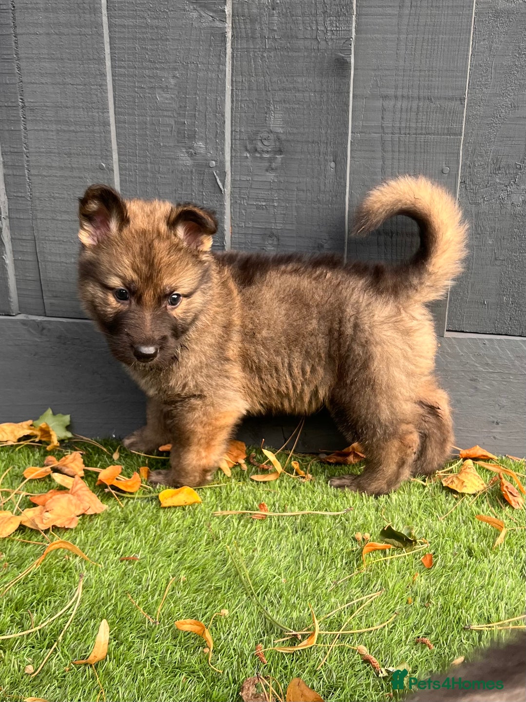 German Shepherd dogs for sale: German Shepherd Puppies, Ready to leave next week - Image 39