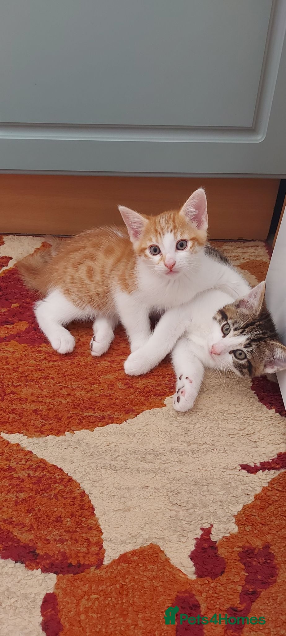 Mixed Breed cats Kittens for sale(each) - Advert 3
