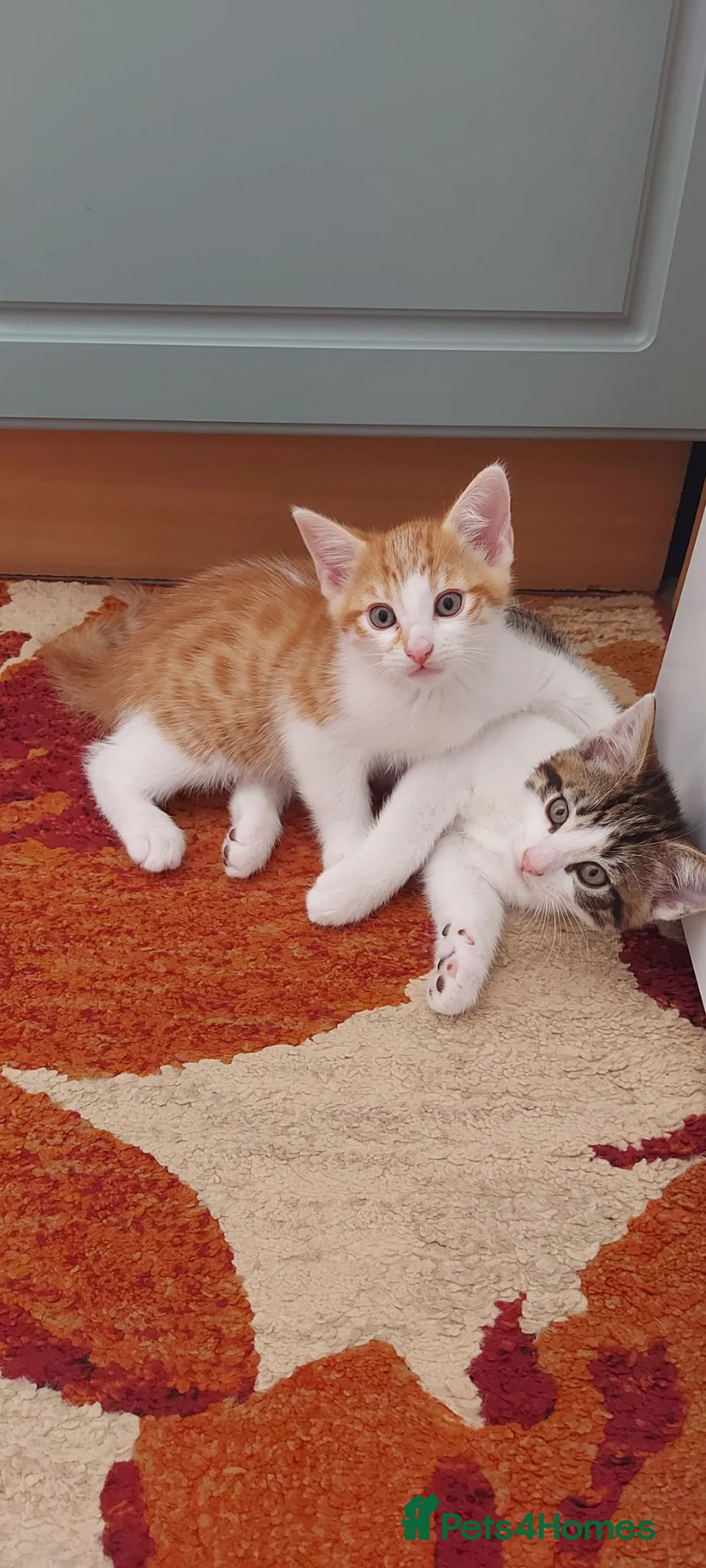 Mixed Breed cats for sale: Kittens for sale(each) - Advert 1