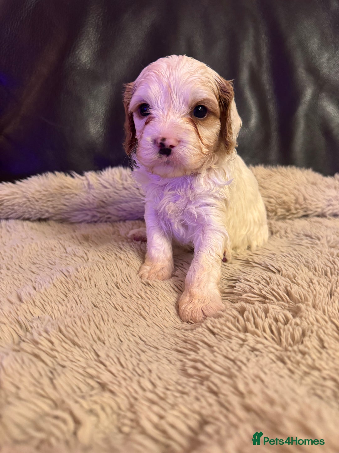 Cavapoo dogs for sale: Stunning F1 Toy Cavapoo puppies  - Advert 22