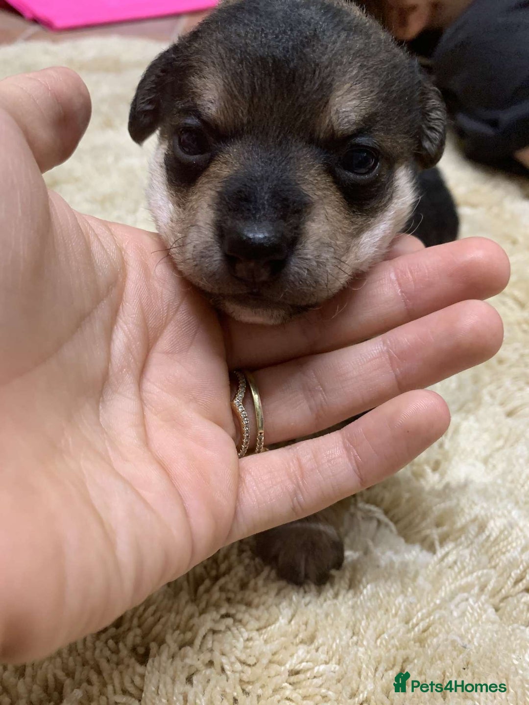 Jack Russell dogs for sale: Jack Russell puppies  - Advert 4