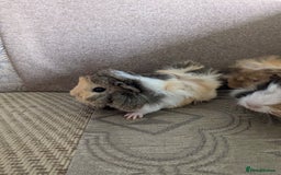 Guinea Pig rodents for sale: Guinea pig babies for sale  - Image 14