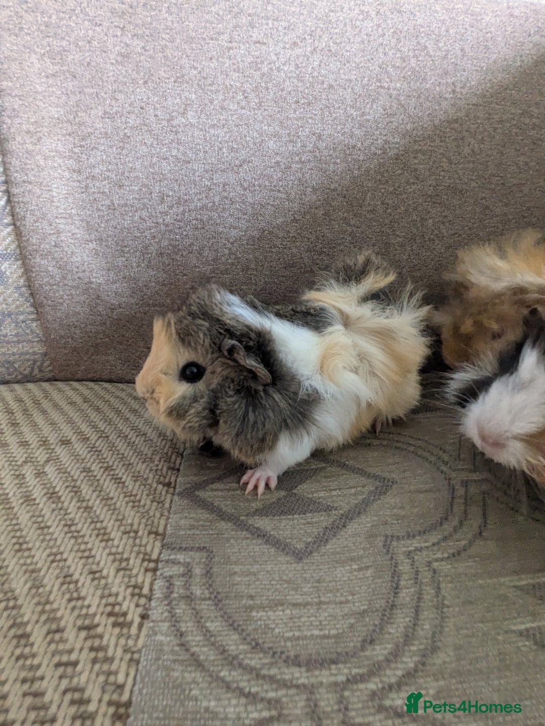 Guinea Pig rodents for sale: Guinea pig babies for sale  - Image 14