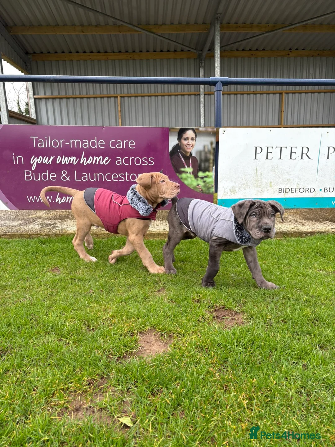 Mixed Breed dogs for sale: Presa X Neo puppy 13weeks ready now! - Advert 3