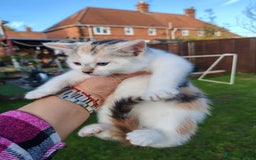 Mixed Breed cats for sale: Cute Bengal mix Kittens looking for loving homes🐱 - Image 20