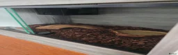 Snake reptiles for sale: Hognose Snake in Basildon - Advert 4