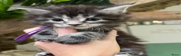 Maine Coon cats for sale: Stunning pedigree Maine coon kittens TICA - Advert 12